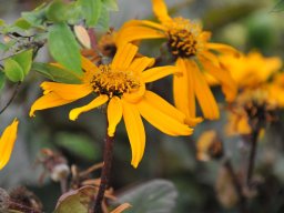 Ligularia dentata-Desdemona